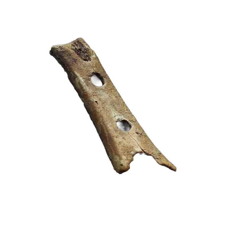 Image of the Divje Babe Flute